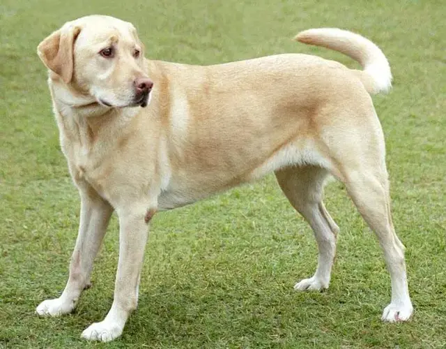 Amerykański labrador - poznaj różnice i cechy tej wyjątkowej rasy psów