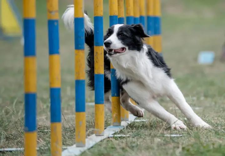 Klasa agility 0: kompletny poradnik dla psich sportowców na start