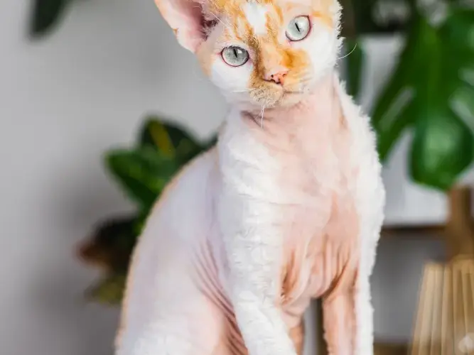 Hodowla Devon Rex w Szczecinie – znajdź idealnego kociaka dla siebie