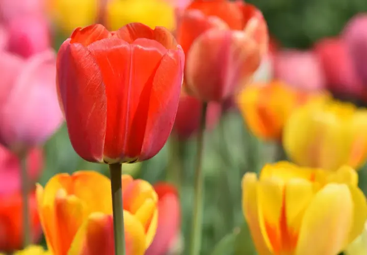 Jak dbać o tulipany w ogrodzie, by cieszyć się pięknymi kwiatami każdej wiosny