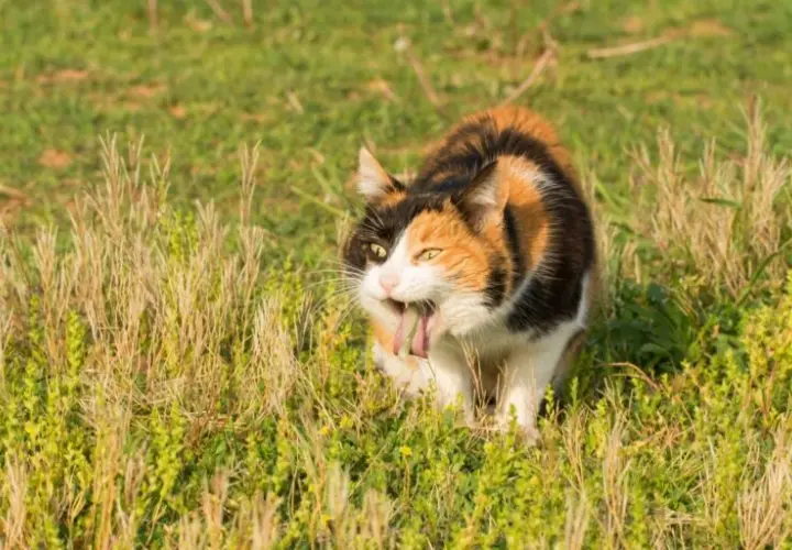 Dlaczego kot wymiotuje? Możliwe przyczyny i sposoby łagodzenia
