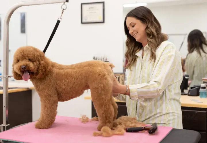 Una peluquera sonríe mientras arregla a un caniche pelado de color caramelo en una mesa de aseo.