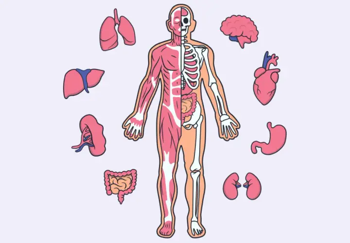 Ilustracja przedstawia ludzką anatomię z organami: płucami, wątrobą, nerkami, jelitami, mózgiem, sercem i żołądkiem.