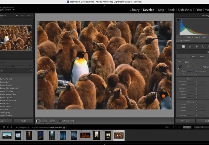 Darmowe presety Photoshop do edycji zdjęć pingwinów. Program Lightroom Classic pozwala na szybkie tworzenie unikalnych efektów.