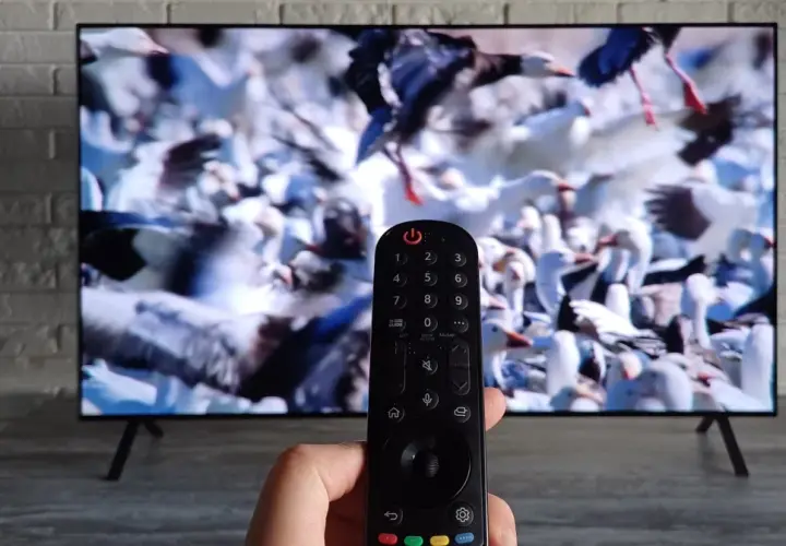Pilot telewizyjny w dłoni, na ekranie telewizora stado ptaków. Wybieranie kanałów telewizyjnych.