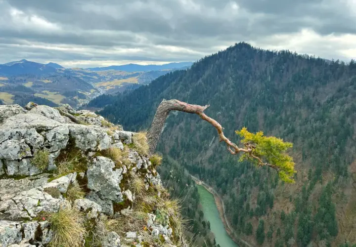 Malowniczy widok na Pieniny z charakterystycznym drzewem na skale. Rzeka Dunajec meandruje wśród zielonych lasów. Niezwykłe pieniny atrakcje.
