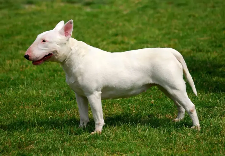 Biały bull terrier, choć często postrzegany jako groźne rasy psów, prezentuje się dumnie na zielonej trawie.
