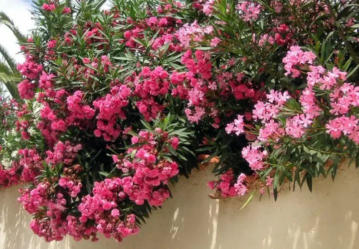 Un magnifique arbuste méditerranéen débordant de fleurs roses vives, avec des palmiers en arrière-plan.
