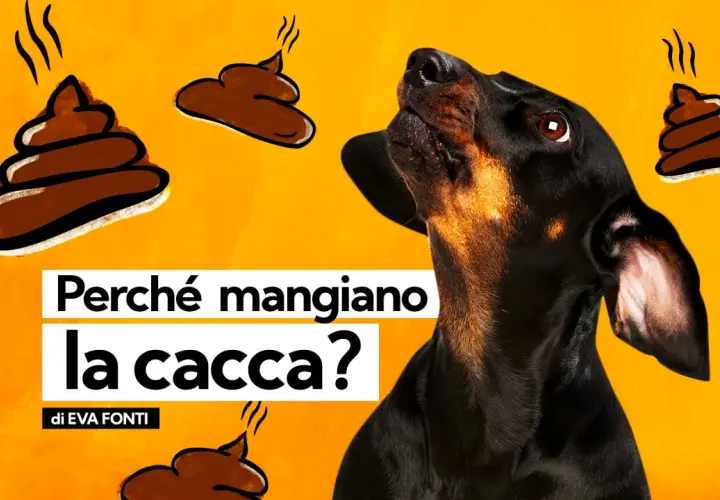 Un cane nero guarda in alto, circondato da disegni di cacca. Il testo chiede: "Perché mangiano la cacca?". Non c'è motivo di preoccuparsi se il cane non fa la cacca.