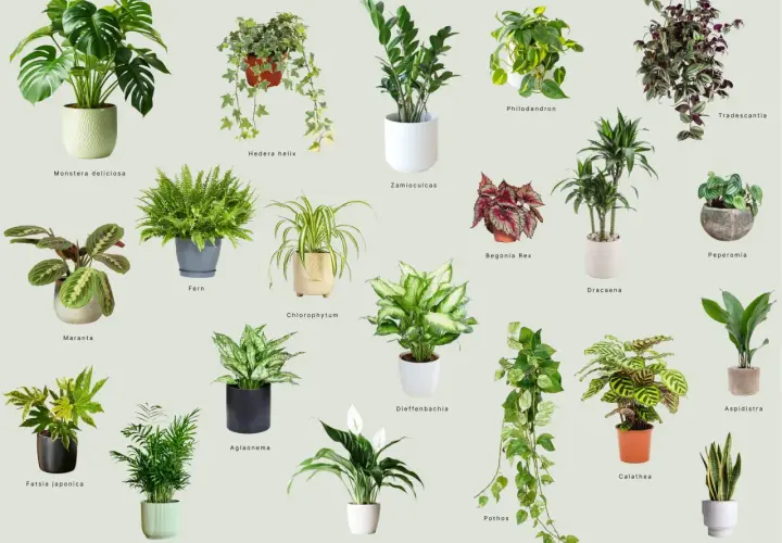 Kolekcja roślin doniczkowych cieniolubnych: Monstera, paproć, zamiokulkas, kalatea i inne, idealne do każdego wnętrza.