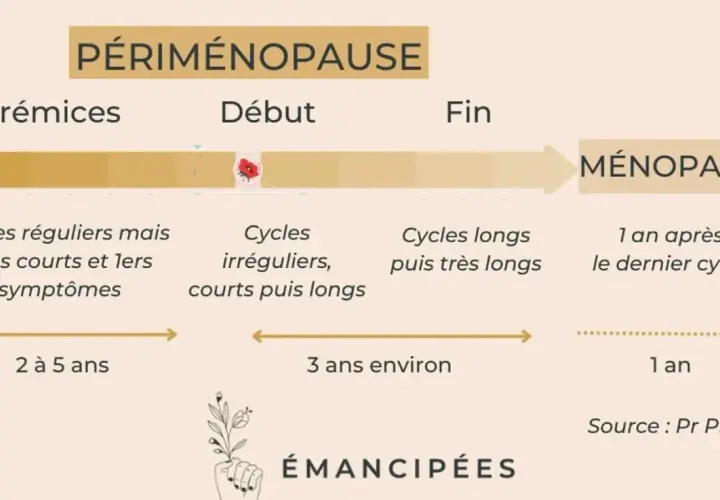 Schéma de la périménopause : prémices (cycles courts, 1ers symptômes, manque d'oestrogène), début (cycles irréguliers), fin (cycles longs) et ménopause.