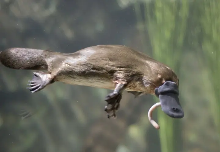 Un ornitorrinco nada con su pico de pato y cola de castor. ¡Un animal lleno de curiosidades del ornitorrinco!
