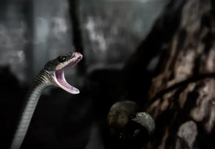 Serpiente con la boca abierta, como si soñar con serpientes que no te hacen nada fuera posible.