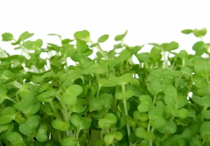 Germogli verdi e freschi di crescione insalata, pronti per arricchire ogni piatto con un tocco di sapore e salute.