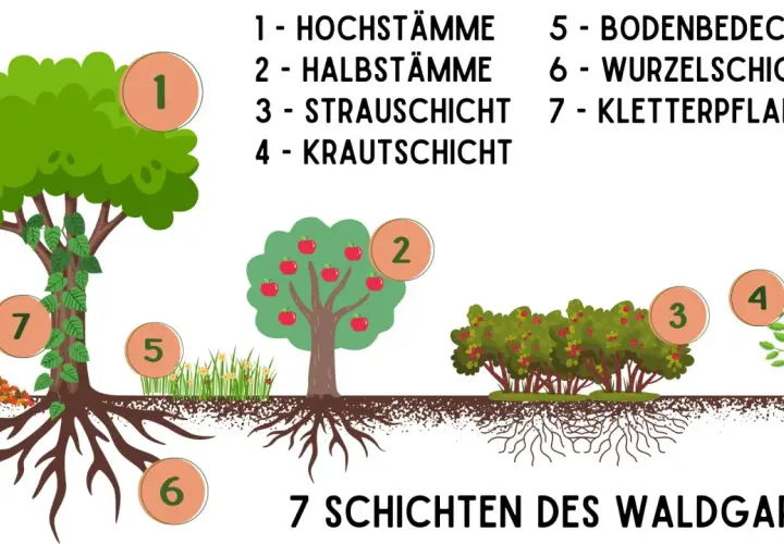 Illustration zeigt, wie man einen Waldgarten anlegt: Hochstämme, Bäume, Sträucher, Kräuter, Bodendecker, Wurzeln und Kletterpflanzen.