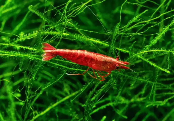 Czerwona krewetka Red Cherry wśród zielonych roślin wodnych, symbolizująca udane krewetki red cherry rozmnażanie.