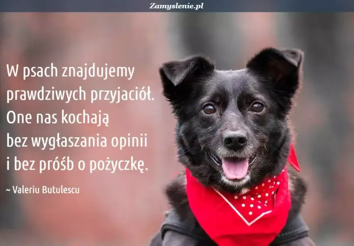 Czarny pies w czerwonej bandanie, ilustrujący cytaty o psach: "W psach znajdujemy prawdziwych przyjaciół. One nas kochają bez wygłaszania opinii i bez próśb o pożyczkę.