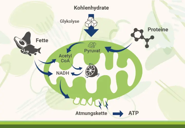 Schema zeigt, wie Fette, Kohlenhydrate und Proteine in Pyruvat umgewandelt werden, das dann über die Atmungskette zu ATP, der Energie der Zelle, führt.