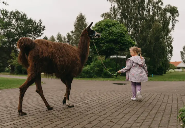 Dziewczynka prowadzi na smyczy brązową lamę w mini zoo. Zwierzę wygląda jak mały niedźwiedź.