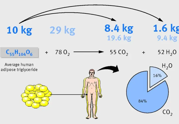 Jak spalić tkankę tłuszczową? Schemat pokazuje, że 10 kg tłuszczu (triglicerydów) z 29 kg tlenu daje 8,4 kg CO2 i 9,4 kg H2O.