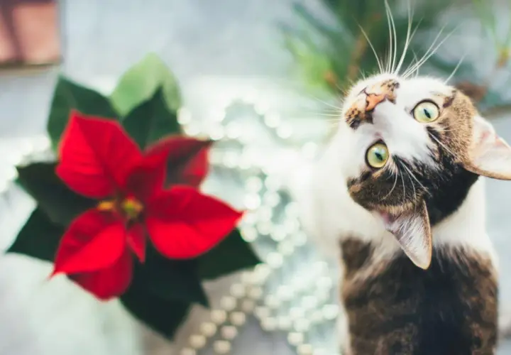 Gato curioso cerca de una flor de pascua tóxica para gatos.