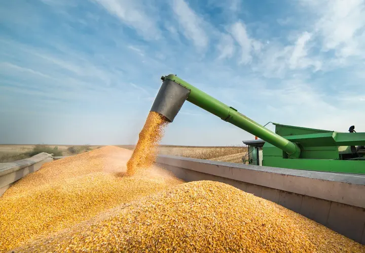 Récolte de maïs en été : une moissonneuse déverse des grains dorés dans une remorque sous un ciel bleu.