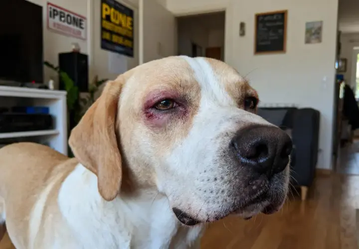 Chien avec œdème de Quincke à l'œil. Recherche de traitement naturel pour soulager son inconfort.