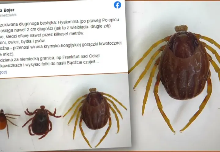 Duży kleszcz afrykański Hyalomma, groźny przenosiciel chorób, widziany ostatnio za granicą.