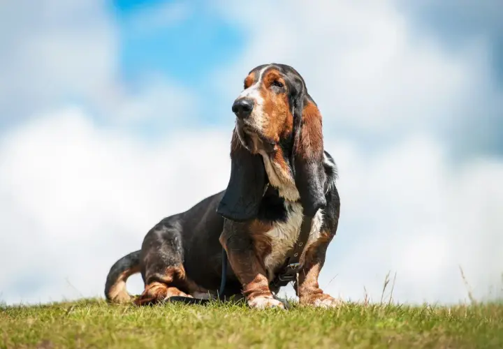 Mały pies myśliwski, basset hound, siedzi na trawie pod błękitnym niebem z chmurami.