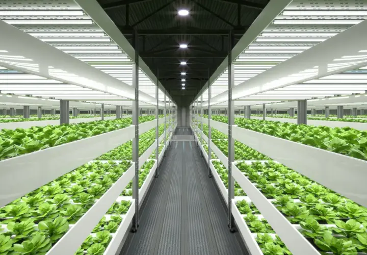 Un'enorme serra verticale con file infinite di lattuga verde brillante, illuminata da luci a LED. Un esempio di come coltivare in casa in modo efficiente.