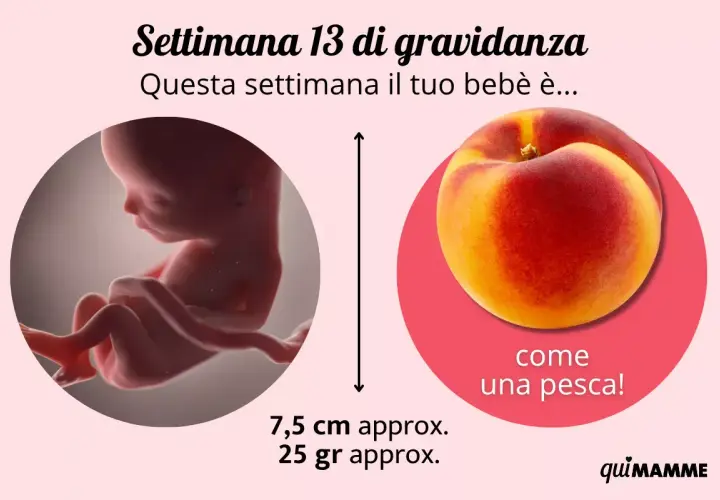 Bebè di 13 settimana di gravidanza, grande come una pesca. Misura 7,5 cm e pesa 25 gr.