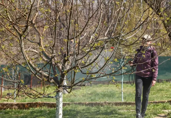 Osoba wykonuje opryski drzew owocowych, chroniąc je przed szkodnikami.