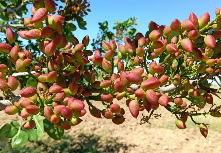 Gałąź pistacjowca oblepiona czerwono-zielonymi owocami, pokazująca, jak rosną pistacje.