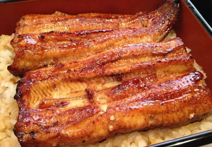 Glistening grilled eel, a star of many eel recipes, served over fluffy white rice in a traditional Japanese bento box.