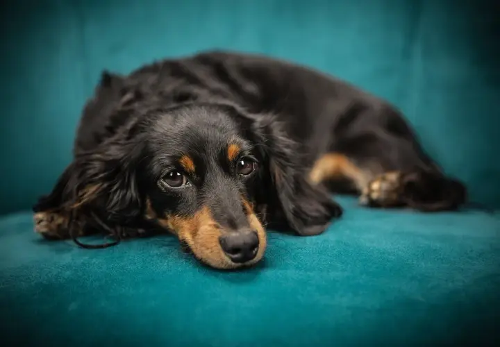 Jak ochronić kanapę przed psem? Porady i materiały pet friendly