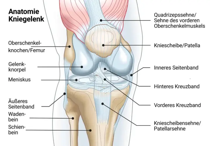 Anatomische Darstellung des Kniegelenks mit Knochen, Bändern und Muskeln. Ein steifes Knie kann viele Ursachen haben, wie hier abgebildet.