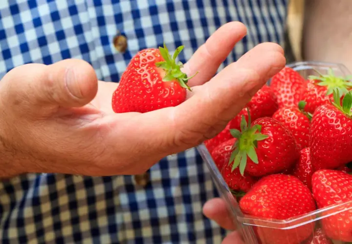 Ręka trzymająca dojrzałą truskawkę nad plastikowym pojemnikiem pełnym soczystych owoców. Idealna cena za te letnie przysmaki.