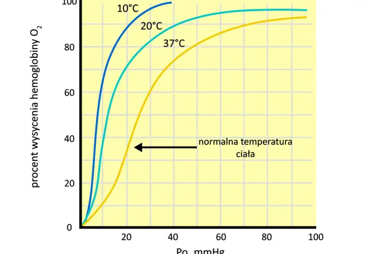 Wykres pokazuje efekt Bohra: im wyższa temperatura, tym niższe wysycenie hemoglobiny tlenem. Oddychanie jest efektywniejsze w niższych temperaturach.