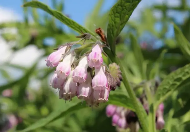 Symphytum officinale w homeopatii: jak skutecznie leczyć bóle stawów
