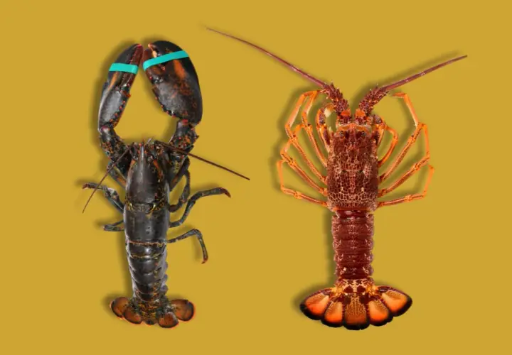 Dos mariscos parecidos a la langosta, uno oscuro con pinzas y otro anaranjado, posan sobre fondo amarillo.