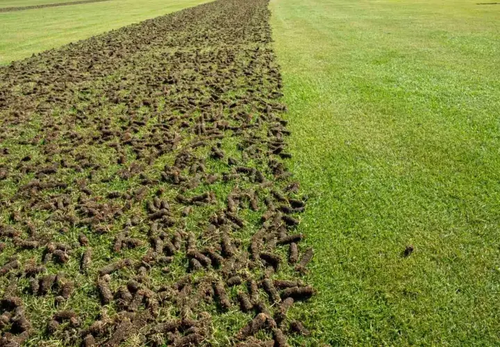 Po zabiegu aeracji trawnika, widać wyraźną granicę między świeżo napowietrzoną ziemią a zieloną trawą.
