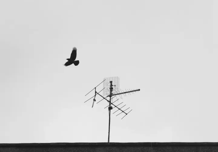 Ptak leci obok starej anteny telewizyjnej. Czy trzeba mieć antenę do telewizora, by oglądać świat?