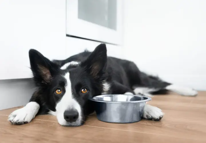 Smutny border collie czarny leży obok pustej miski, czekając na jedzenie.