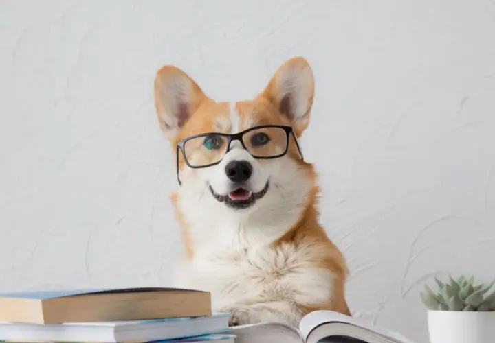 Inteligentny corgi w okularach, otoczony książkami, zgłębia tajniki kynologii.