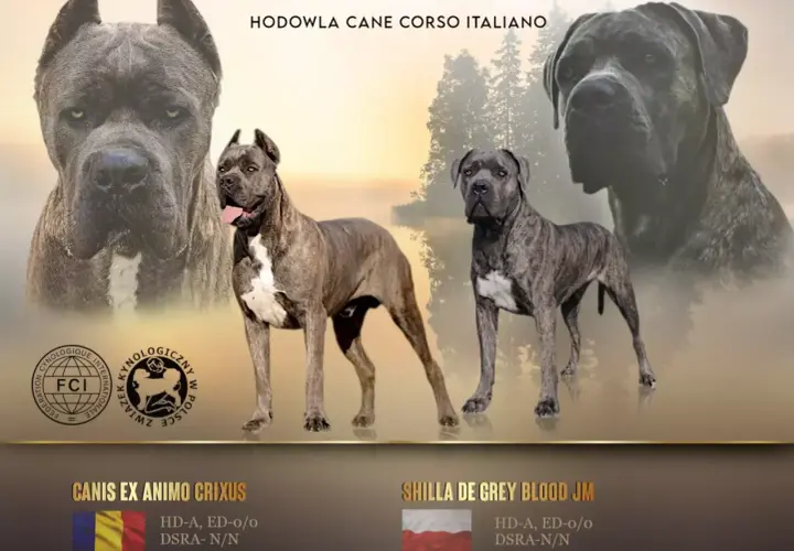 Najlepsze hodowle Cane Corso FCI w Polsce - kryteria wyboru i standardy