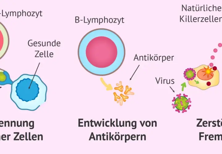Immunabwehr: T-Zellen erkennen eigene Zellen, B-Zellen bilden Antikörper, natürliche Killerzellen zerstören infizierte Zellen. Dendritische Zellen spielen eine Rolle bei der Aktivierung.