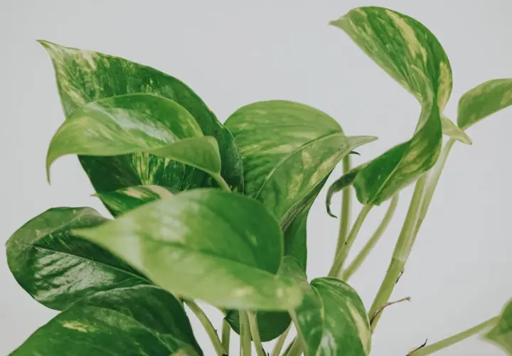 En närbild av en gullranka med gröna blad och inslag av gula blad.