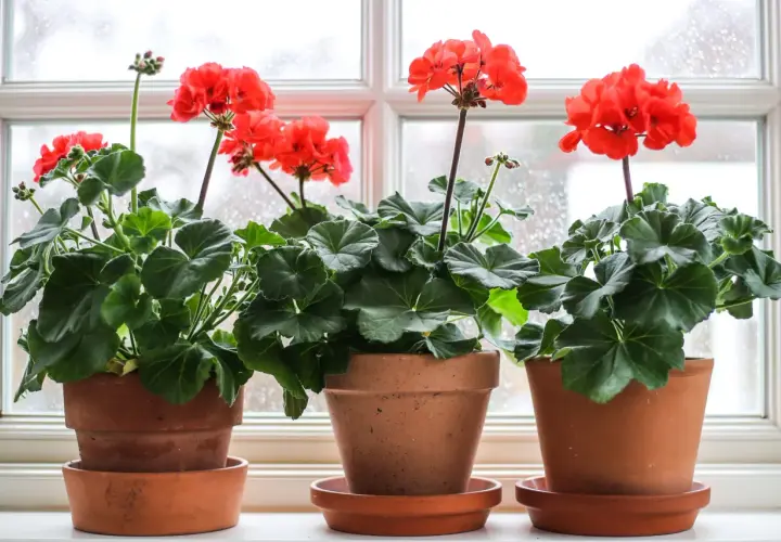 Tre krukor med röda pelargoner i olika pelargon sorter står på en fönsterbräda.