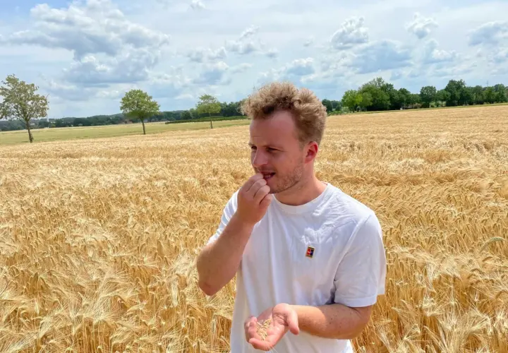 Mann im Feld, der Getreidekörner in der Hand hält und sie betrachtet. Er versucht, das Getreide zu erkennen.
