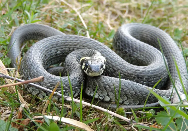 Zaskroniec zwinięty w kłębek na trawie, przygotowujący się do zimowania.